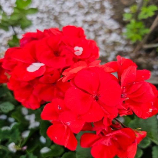 우울할 때 – 밝은 색감의 꽃과 향기로 감정 전환