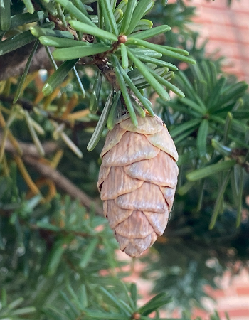 솔송나무 열매1