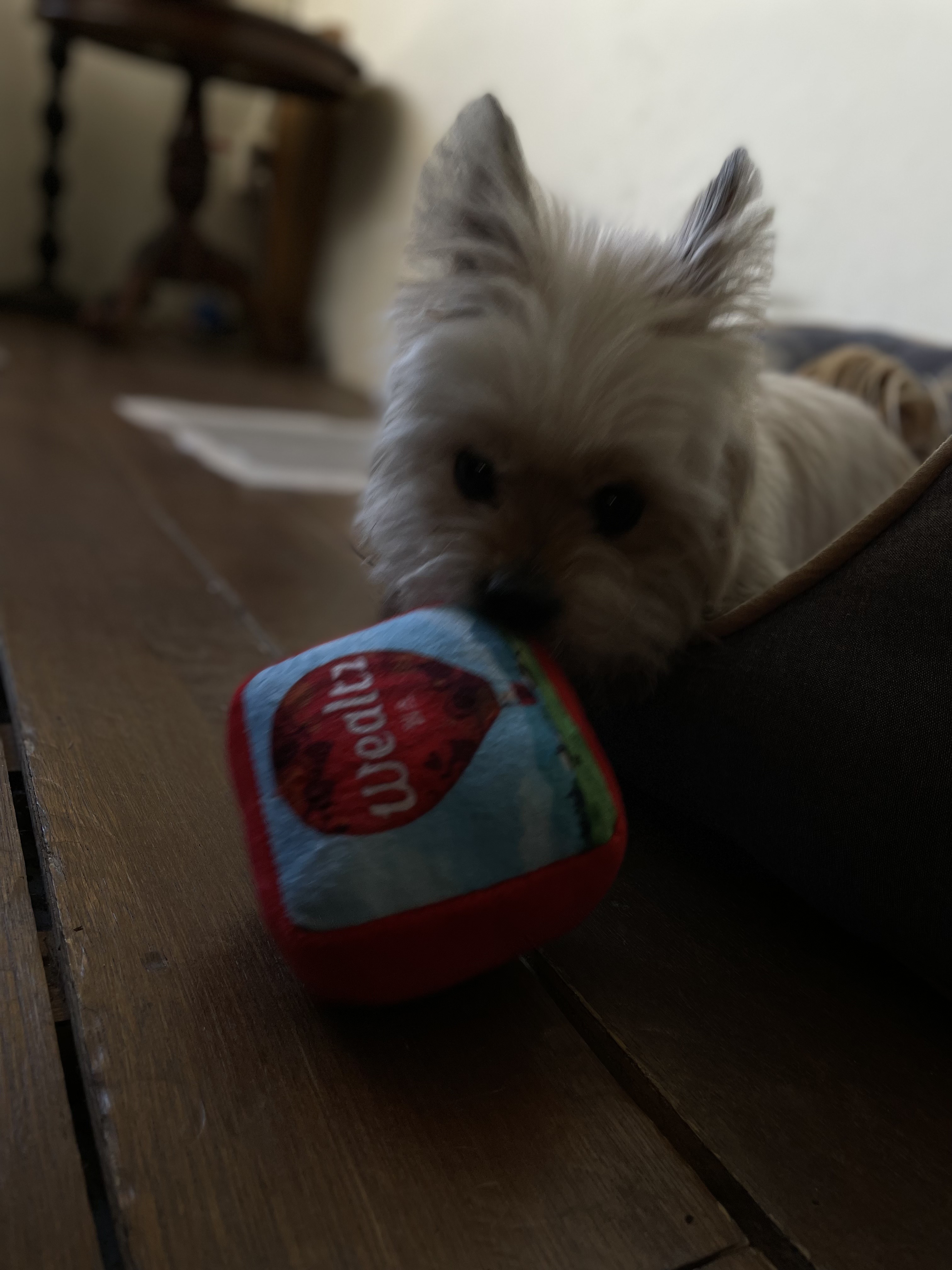 울산 애견동반 카페 퍼지네과자점