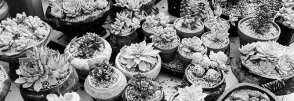 다육이 키우기, 다육이 키우는 법 (물주기, 분갈이, 번식 등)