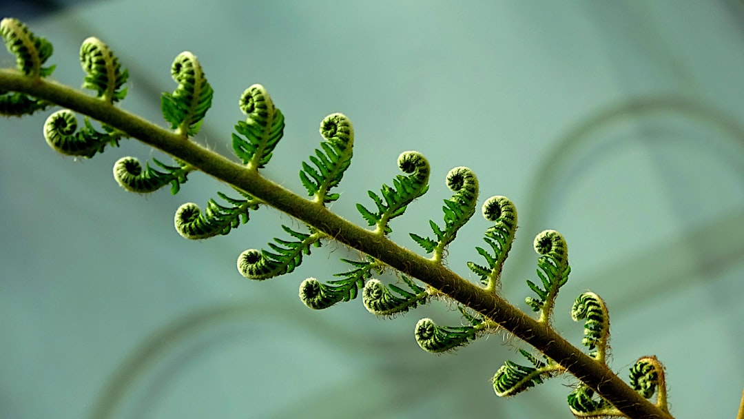 Fern
