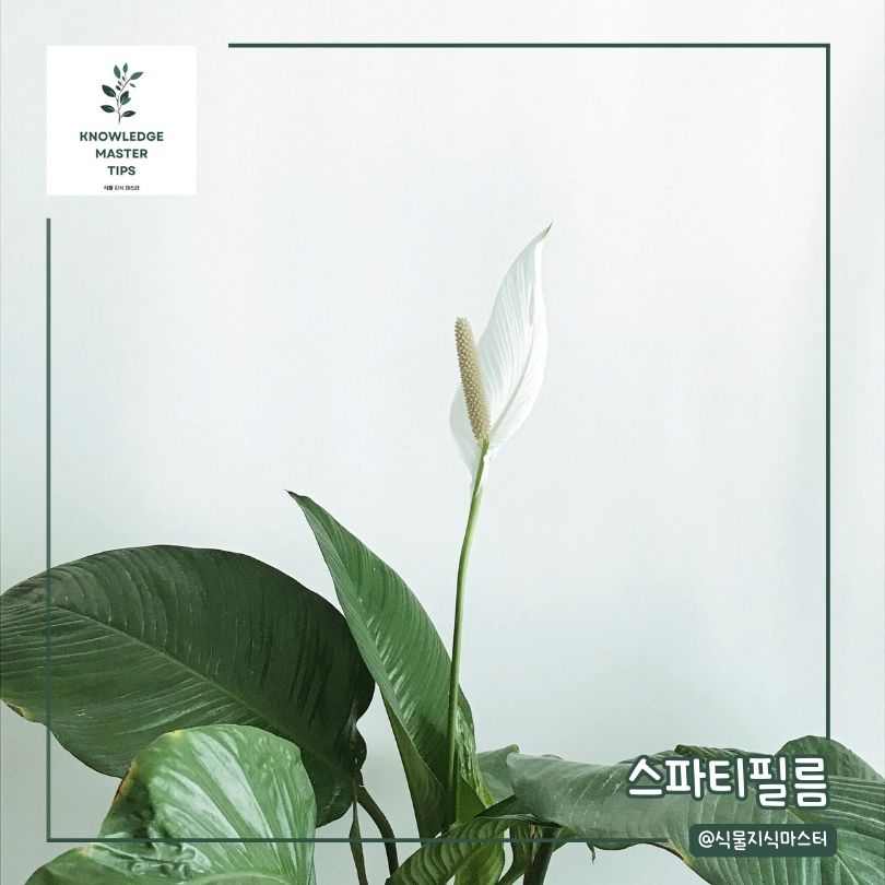 화장실에 두기 좋은 식물 - 스파티필름