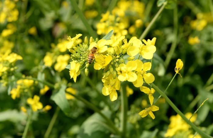창녕 낙동강 유채꽃축제 ❘ 국내 최대 유채꽃밭! 일정, 명소, 즐길 거리, 꿀팁 총정리