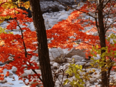 가을여행 단풍 기차여행 추천