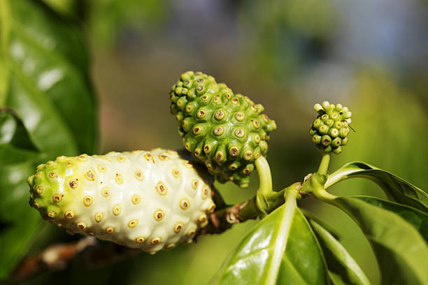 노니의 놀라운 효능