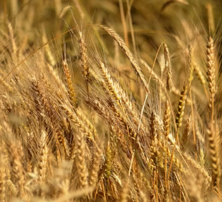 카무트 효소 효능 및 먹는법 총정리