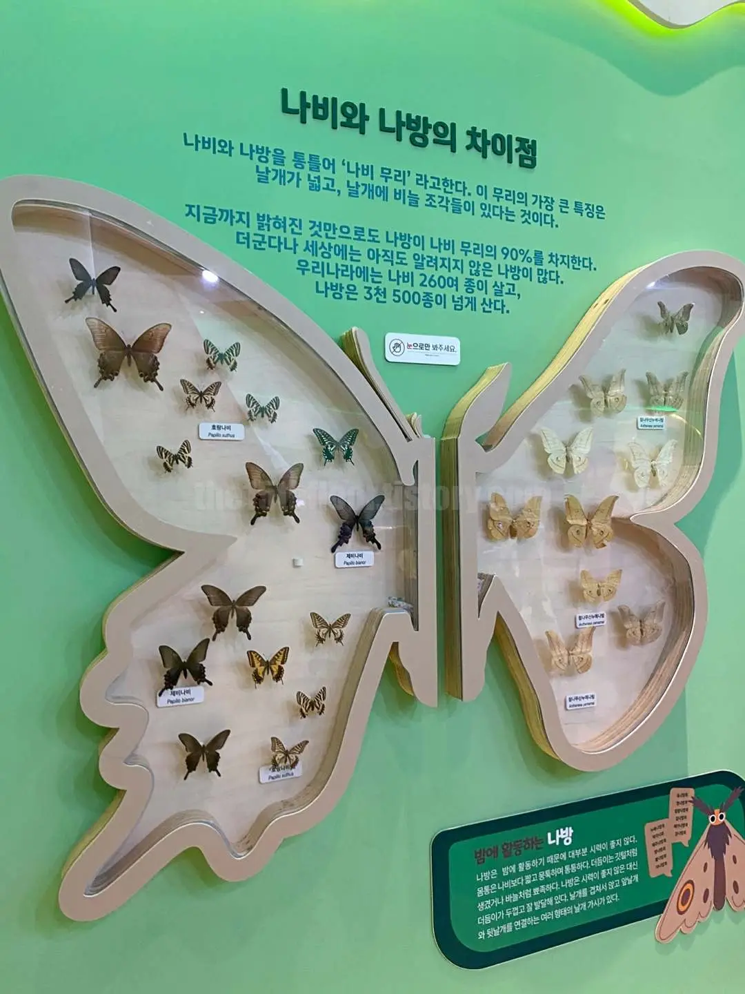 경남 의령 &amp;#39;의령 곤충생태학습관&amp;#39; (1층&amp;#44; &amp;#39;곤충 세계관&amp;#39;)