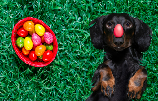 강아지 수제 계란 간식 레시피 주의사항