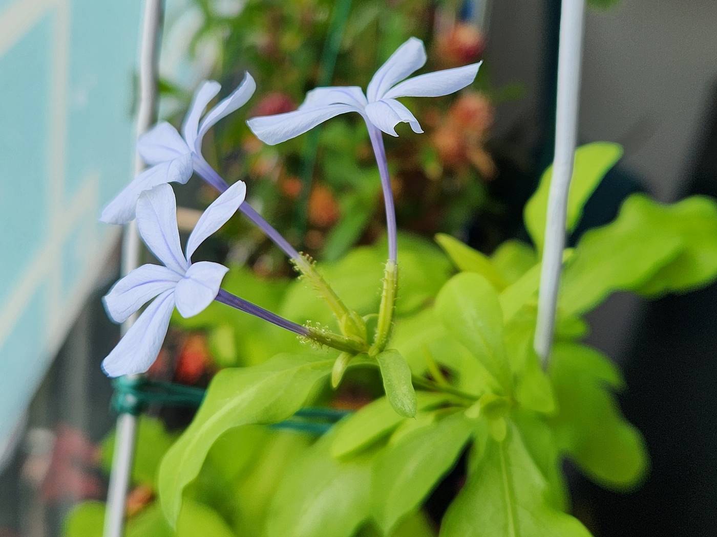 플럼바고 Plumbago