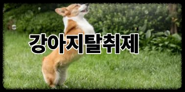 강아지탈취제