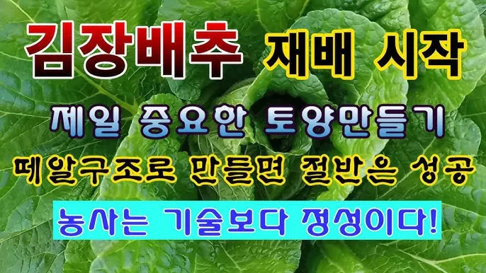 김장 배추 재배 파종 모종 웃거름 결구 수확 타이밍_2