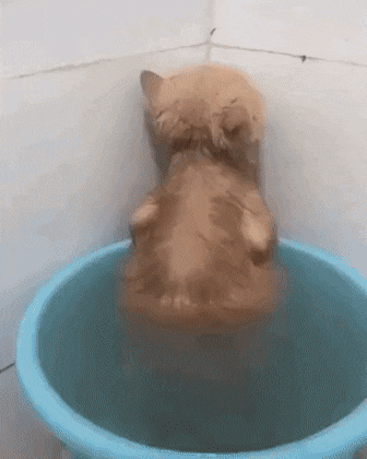 움짤 - 짤줍, 짧은 유머