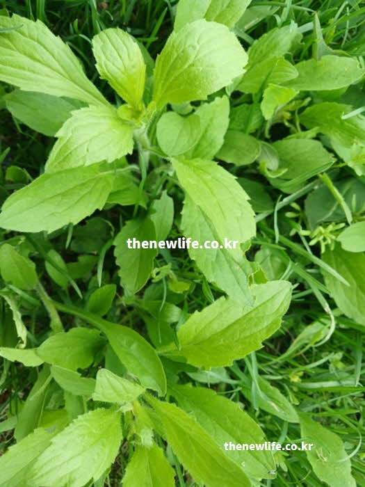 망초대 효능 요리 활용