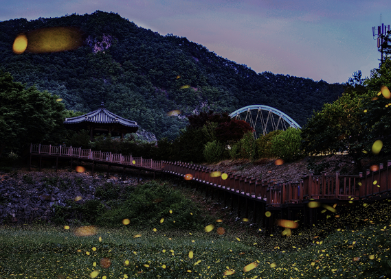 반딧불이 신비탐사