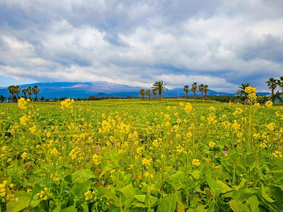 제주 휴애리 유채꽃
