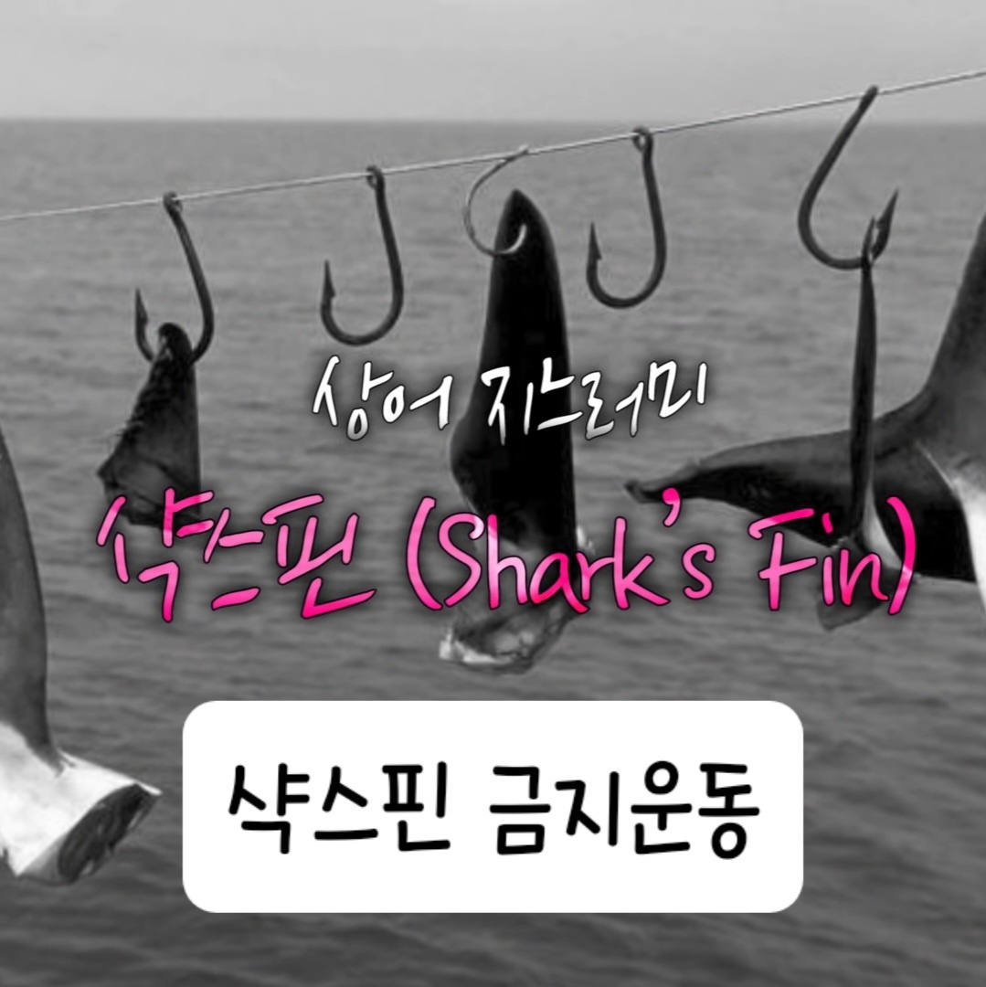 샥스핀