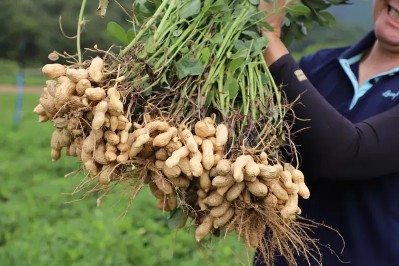 땅콩 재배 개화 후 흙 덮기 배수로 확보 칼슘 보충_6