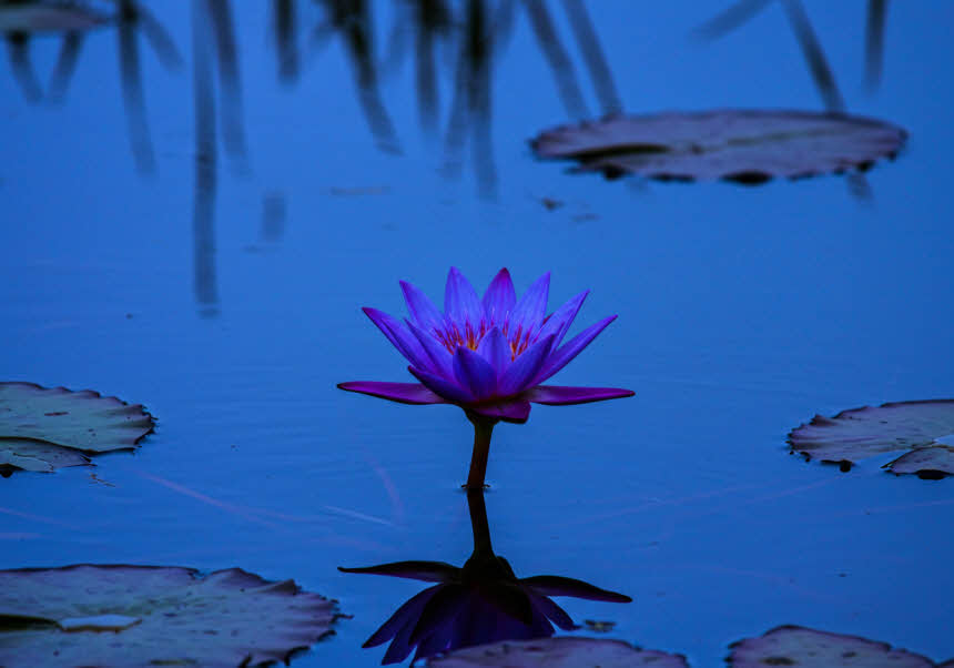 심리학의 기초: 인간 마음의 구조와 작동 원리