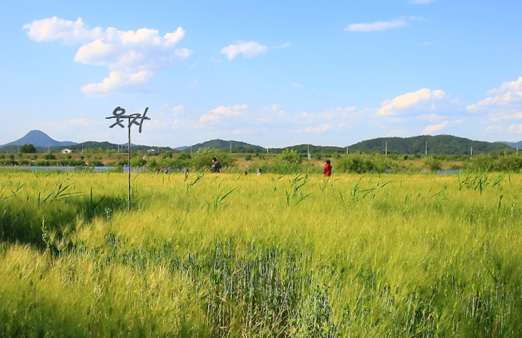 여주 상백리 청보리밭