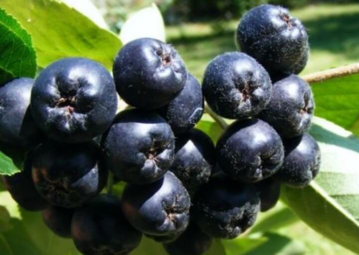 아사이베리 보관법