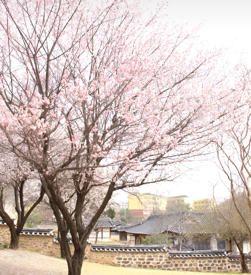 동춘당 벚꽃 나무 사진