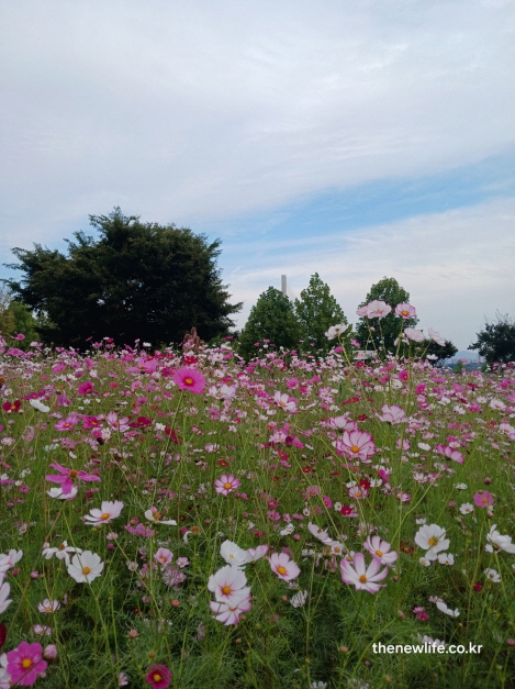 힐링캠프 코스모스가 펼쳐진 전경과 배경 나무들