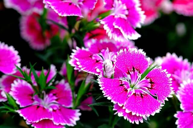 7월피는꽃-7월꽃말