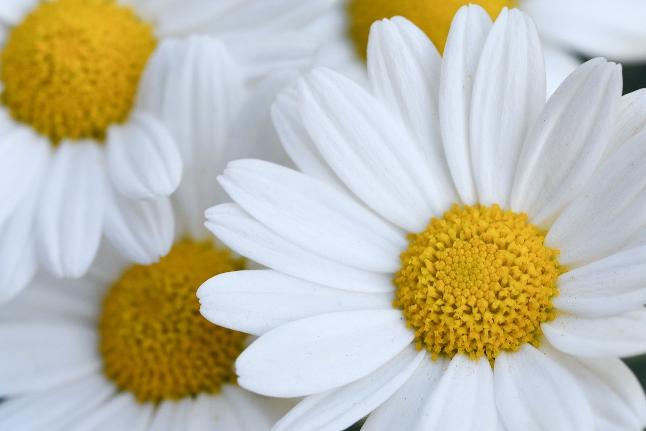 2030여성에게 추천하는 로에베 여름 향수 TOP 3