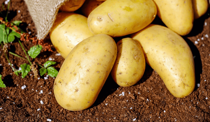 나트륨 배출 음식 감자