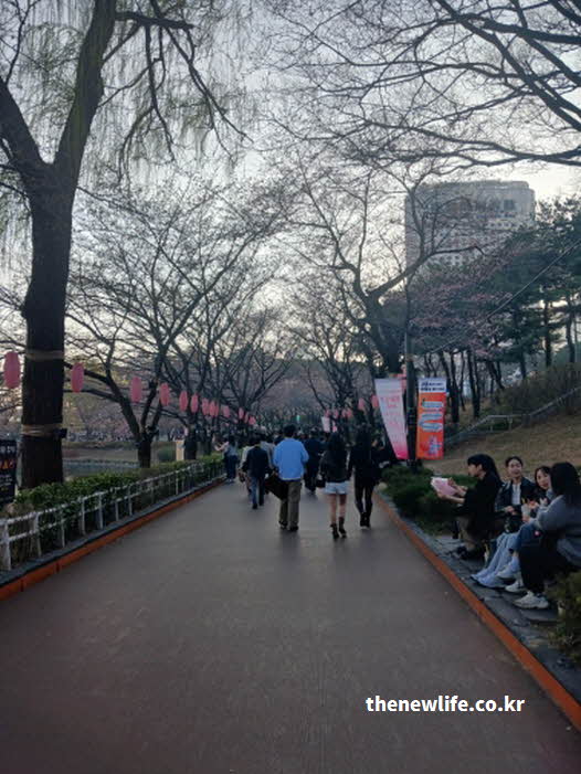서울 석촌호수 벚꽃 축제 일정 벚꽃맞이 개막