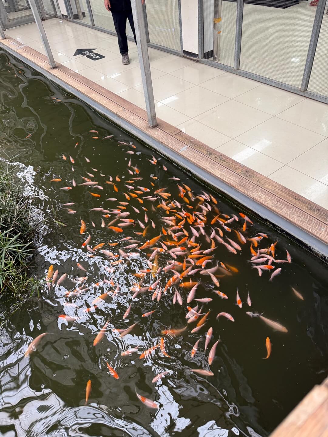 경주 동궁원 식물원 주변에서 볼 수 있는 연못과 물고기