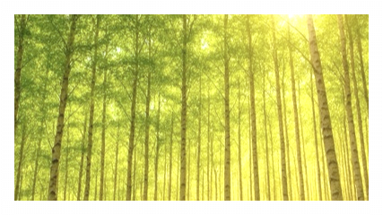 인제 자작나무 숲 이미지