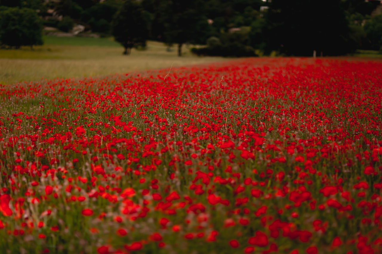 자연의 붉은 들꽃