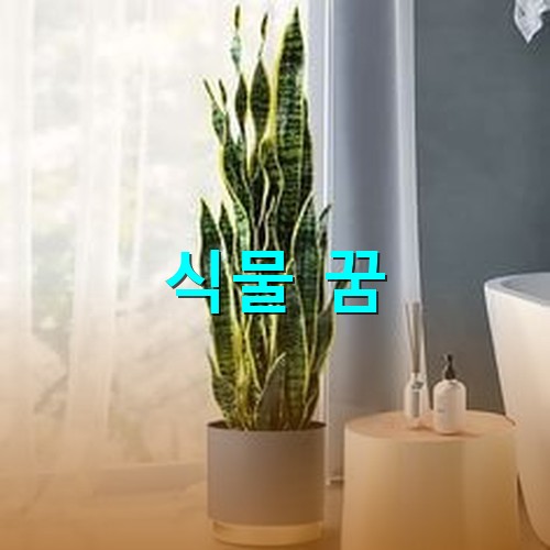 아토피-예방에-좋은-산세비에리아