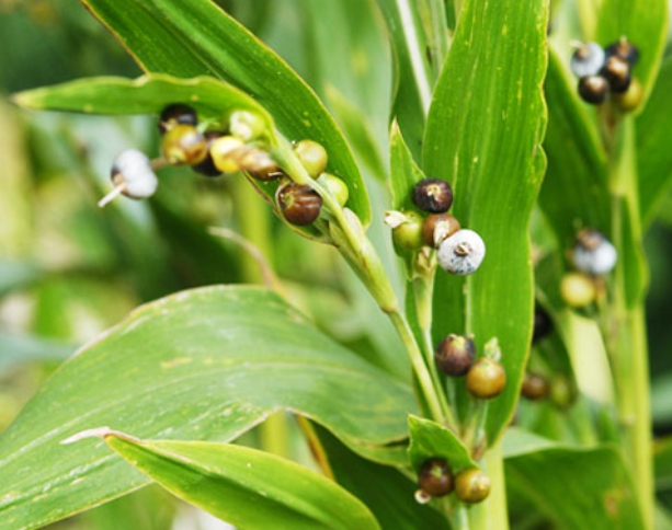 한국의 떡 종류 율무떡-율무