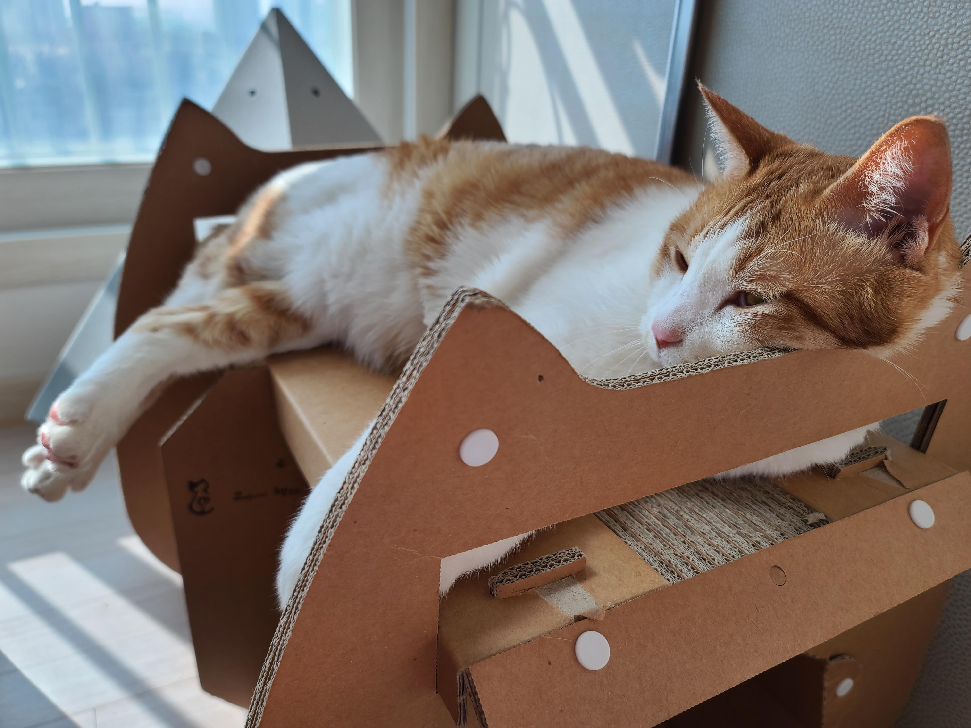 귀여운 혀빼꼼 고양이 . 자이언트 베이비 막둥이 삐용.