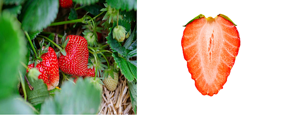 잘 익은 딸기의 모습