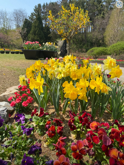 피나클랜드 봄꽃 축제 사진3