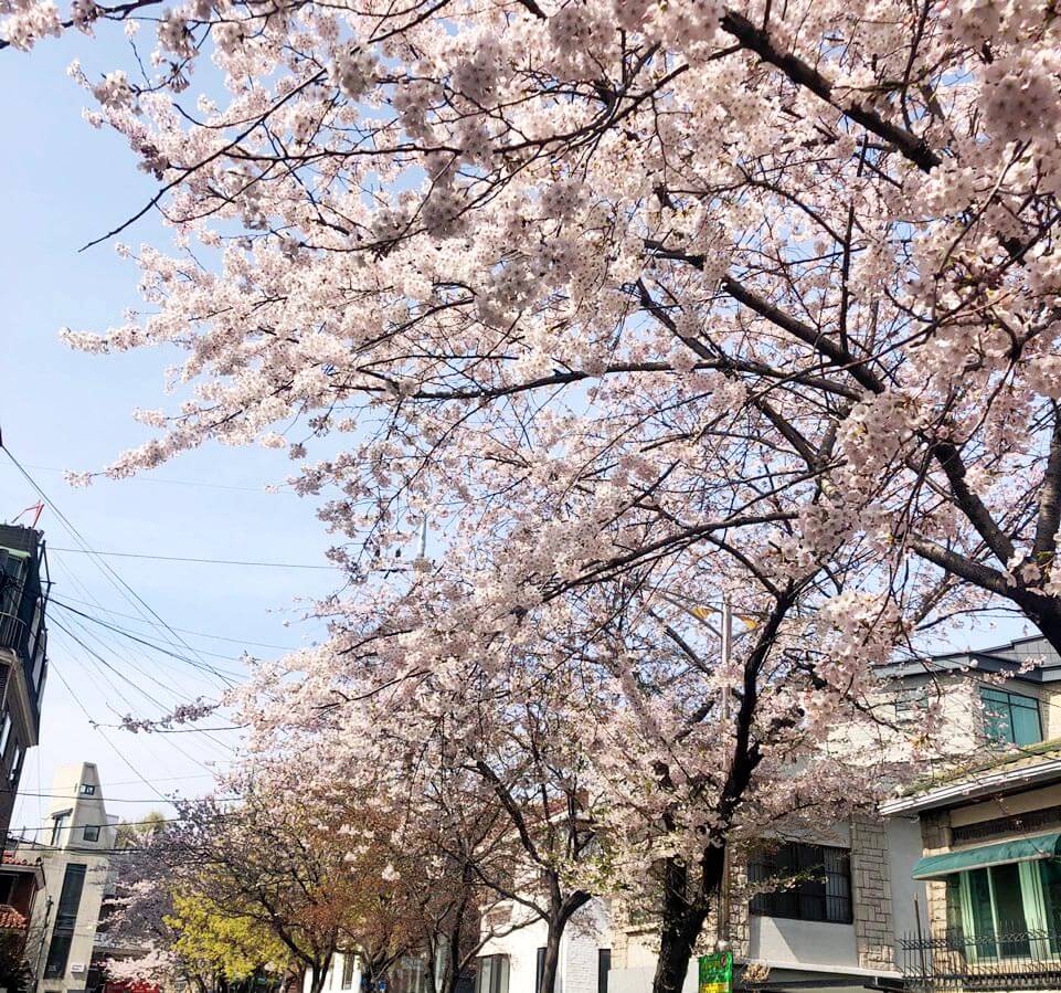 서울 숨겨진 벚꽃 명소 - 동교로 벚꽃길