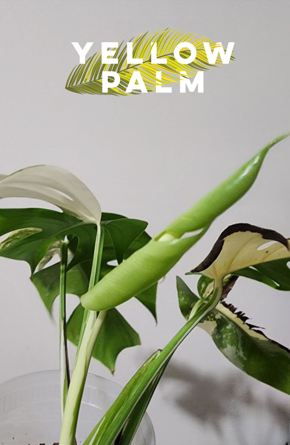 몬스테라 알보 키우기, 식집사, 식물키우기 취미,