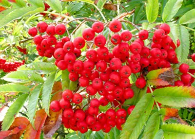 마가목 열매 효능 먹는 법 부작용 포함 10가지 정리_3