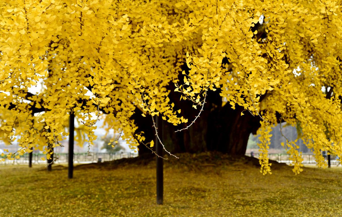 원주 반계리 은행나무