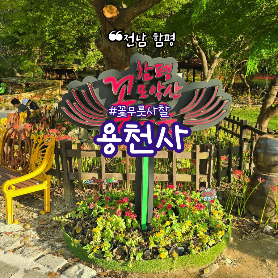 함평 용천사 상사화축제