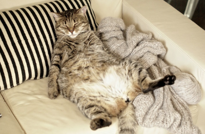 배를 보여주며 편안한 고양이