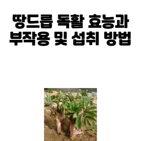 땅드릅 독활 효능과 부작용 및 섭취 방법