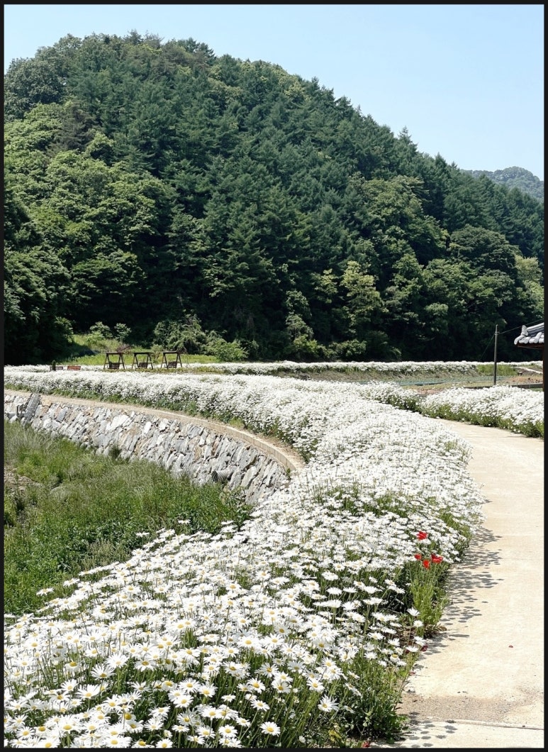 단양 샤스타데이지