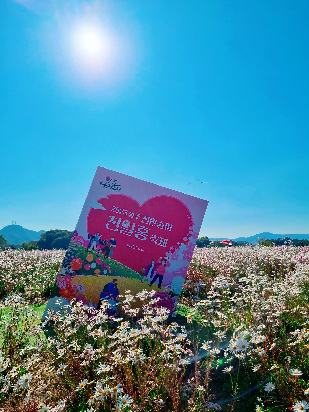 2024 양주 나리공원 천일홍 축제: 수도권에서 핑크뮬리, 댑싸리, 팜파스를 볼 수 있는 가을 여행지