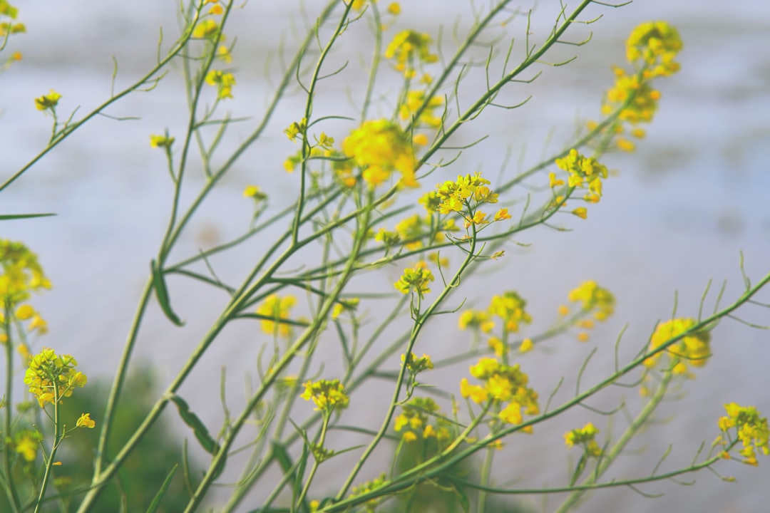 Canola