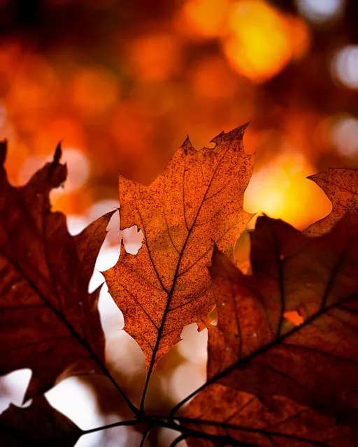 성경 룻기 4장 해설 보아스 룻 결혼 다윗 족보_2