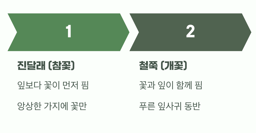 잎 없이 꽃만 피었다면, 그것이 바로 ‘참꽃’